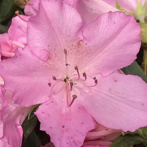 Azalea 'Doctor Henry Schroeder'