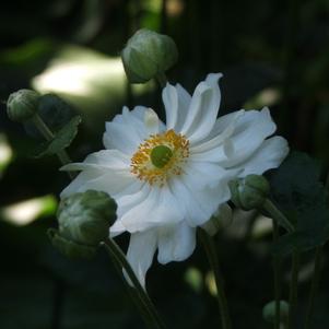 Anemone x hybrida 'Whirlwind'