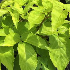 Aralia cordata 'Sun King'