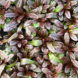 Ajuga x tenorii 'Chocolate Chip'