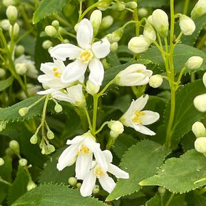 Deutzia gracilis 'Nikko'