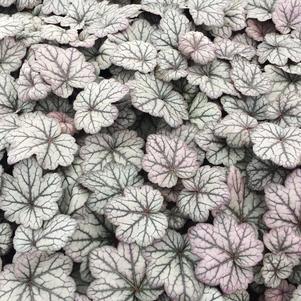 Heuchera 'Sugar Plum'