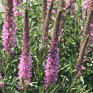 Veronica spicata 'Giles van Hees'