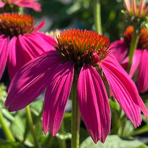 Echinacea purpurea Pow Wow™ Wild Berry