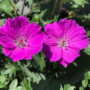 Geranium sanguineum 'Max Frei'