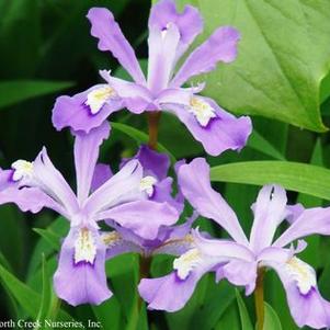 Iris cristata 