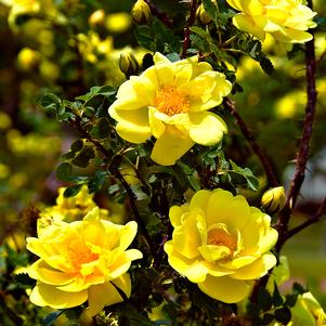 Rose Climber 'Golden Showers'