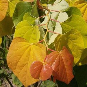 Cercis canadensis The Rising Sun™