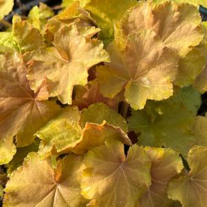 Heuchera 'Caramel'