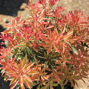 Pieris japonica 'Flaming Silver'
