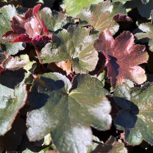 Heuchera 'Palace Purple'