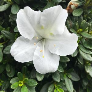 Azalea Bloom-A-Thon® White
