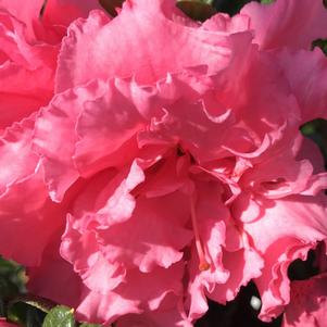 Azalea Bloom-A-Thon® Pink Double