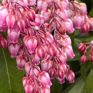 Pieris japonica 'Katsura'