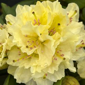 Rhododendron 'Capistrano'