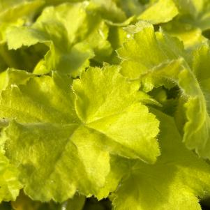 Heuchera 'Citronelle'