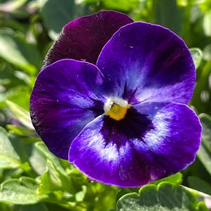 Viola Penny™ Denim Jump-up