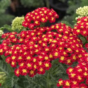 Achillea millefolium 'Strawberry Seduction'