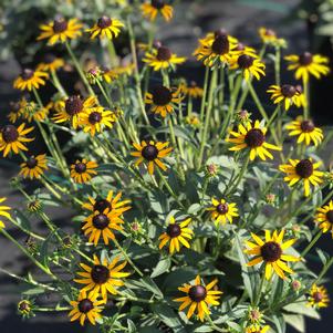 Rudbeckia fulgida 'Little Goldstar' (Coneflower)
