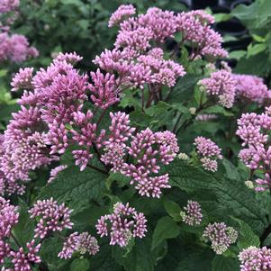 Eupatorium dubium 'Little Joe'