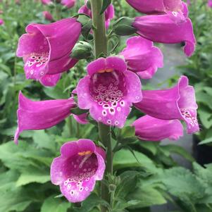 Digitalis purpurea 'Dalmatian Purple'