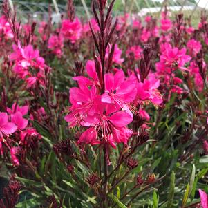 Gaura lindheimeri Belleza® Dark Pink