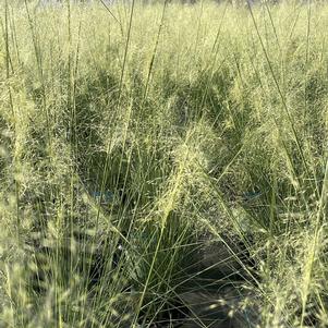 Muhlenbergia capillaris 'White Cloud'