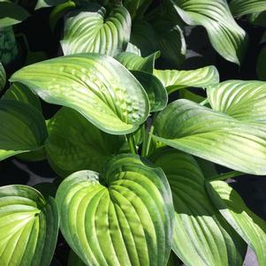 Hosta 'Guacamole'