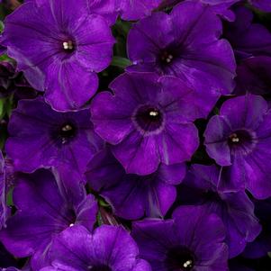 Petunia Supertunia® Royal Velvet