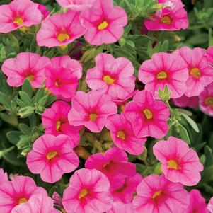 Calibrachoa Superbells® Pink