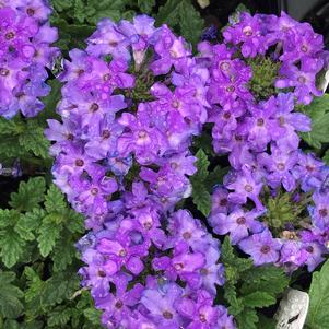 Verbena Superbena® Royale Chambray