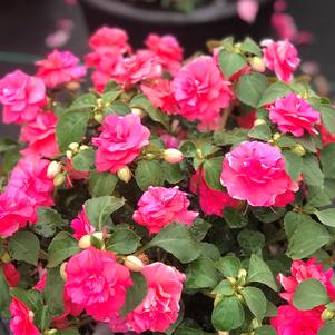 Impatiens Rockapulco® Coral Reef