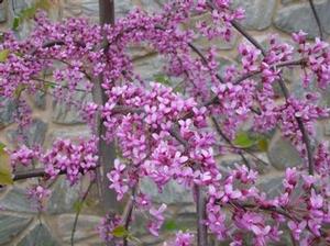 Cercis canadensis 'Pink Heartbreaker'