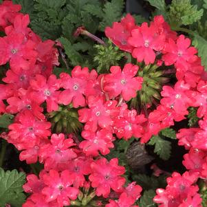 Verbena Superbena® Royale Iced Cherry