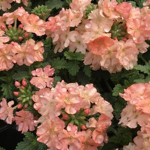 Verbena Superbena® Royale Peachy Keen