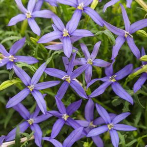 Laurentia Beth's Blue®