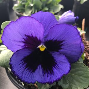 Pansy Matrix® Blue Blotch