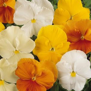 Pansy Matrix® Citrus Mix