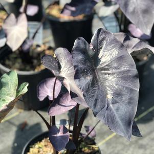 Colocasia esculenta Royal Hawaiian® 'Black Coral'