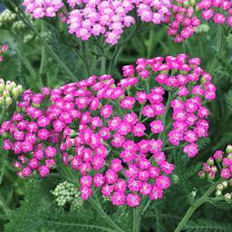 Achillea millefolium 'Pink Grapefruit'
