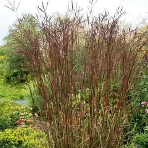 Andropogon gerardii 'Indian Warrior'