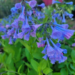 Mertensia virginica 