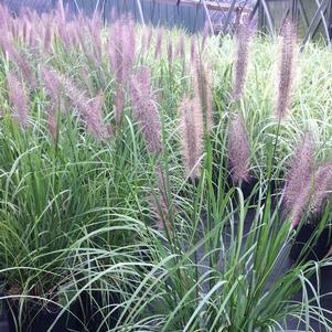 Pennisetum alopecuroides 'Red Head'