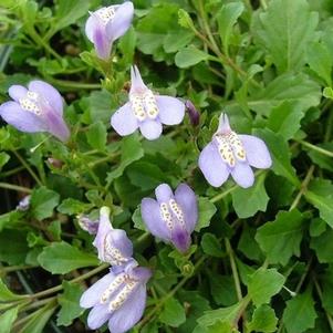 Mazus reptans 