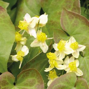 Epimedium x versicolor 'Sulphureum'
