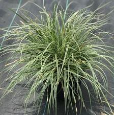Carex oshimensis Everest™