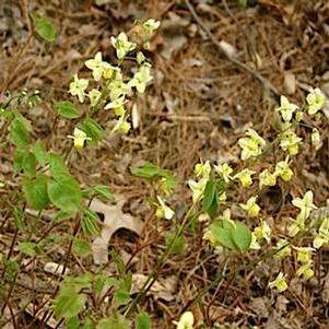 Epimedium x perralchicum 'Frohnleiten'