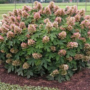 Hydrangea quercifolia 'Munchkin'