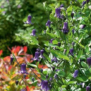 Clematis 'Roguchi'