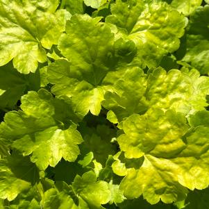 Heuchera Little Cutie™ Little Cutie™'Sweet Tart'